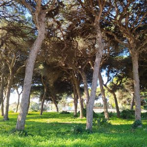 El INFOCA informa al Ayuntamiento de Chipiona de novedades respecto a la quema de residuos agrícolas y forestales