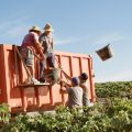 Concluye la vendimia con una producción final que vuelve a situarse en los niveles habituales del Marco de Jerez