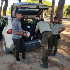 Medio Ambiente y la Delegación Territorial de Desarrollo Sostenible instalan trampas feromonas y kairomonas contra la plaga Escolítido Tomicus