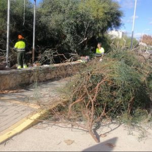 La Junta autoriza al Ayuntamiento de Chipiona a seguir quitando las acacias invasoras del talud y el canal de La Laguna